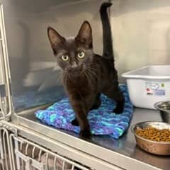 Kasserole - Domestic Shorthair available for adoption