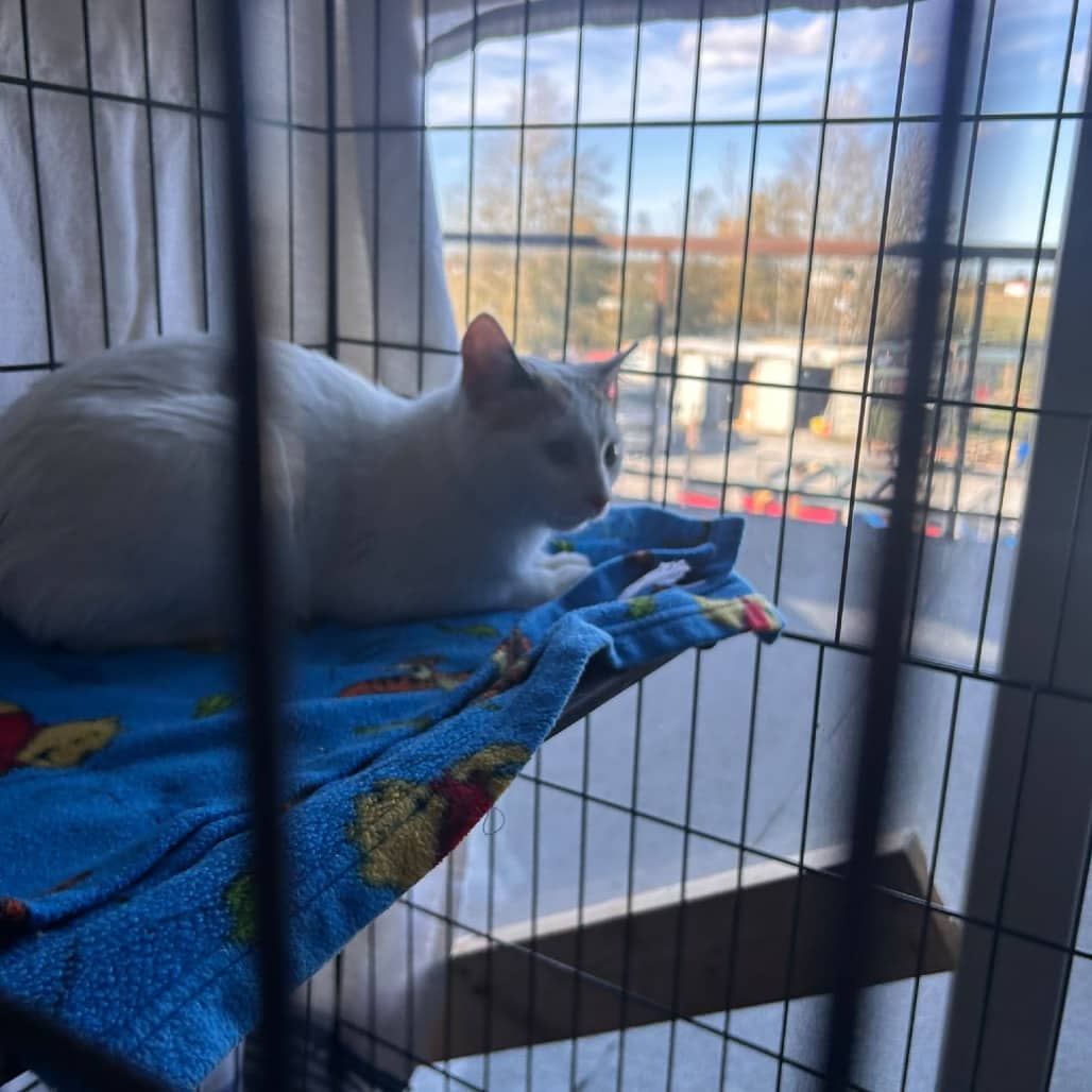 Working Cat - Zasha - Domestic Shorthair cat available for adoption at SCARS in Edmonton