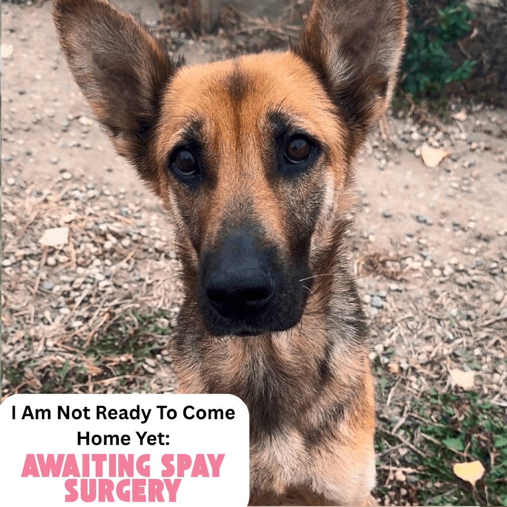 Rosemary - Mixed Breed (Large) available for adoption in Calgary
