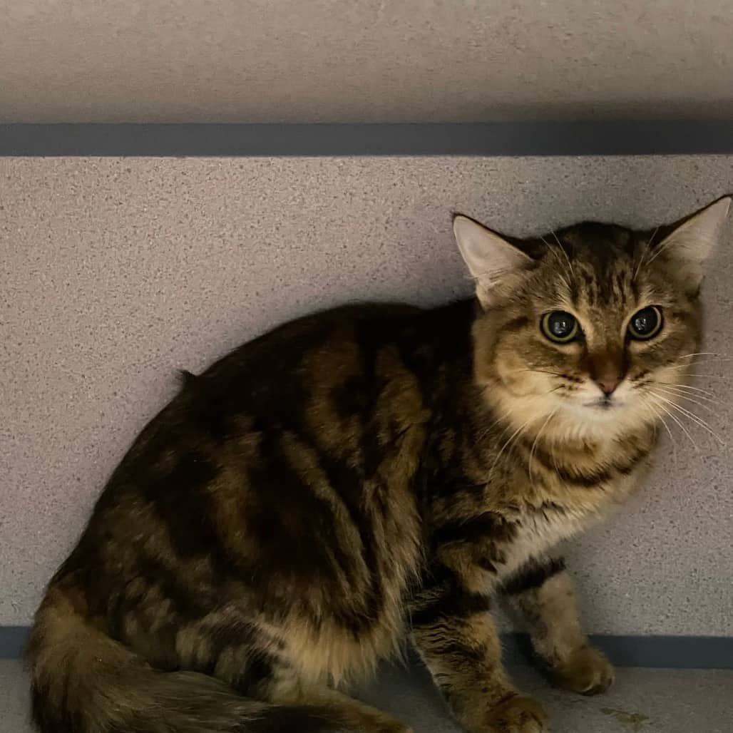 Jamie - Domestic Medium Hair cat available for adoption at Battlefords Humane Society in North Battleford