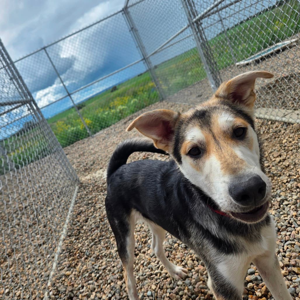 Junior - Shepherd available for adoption