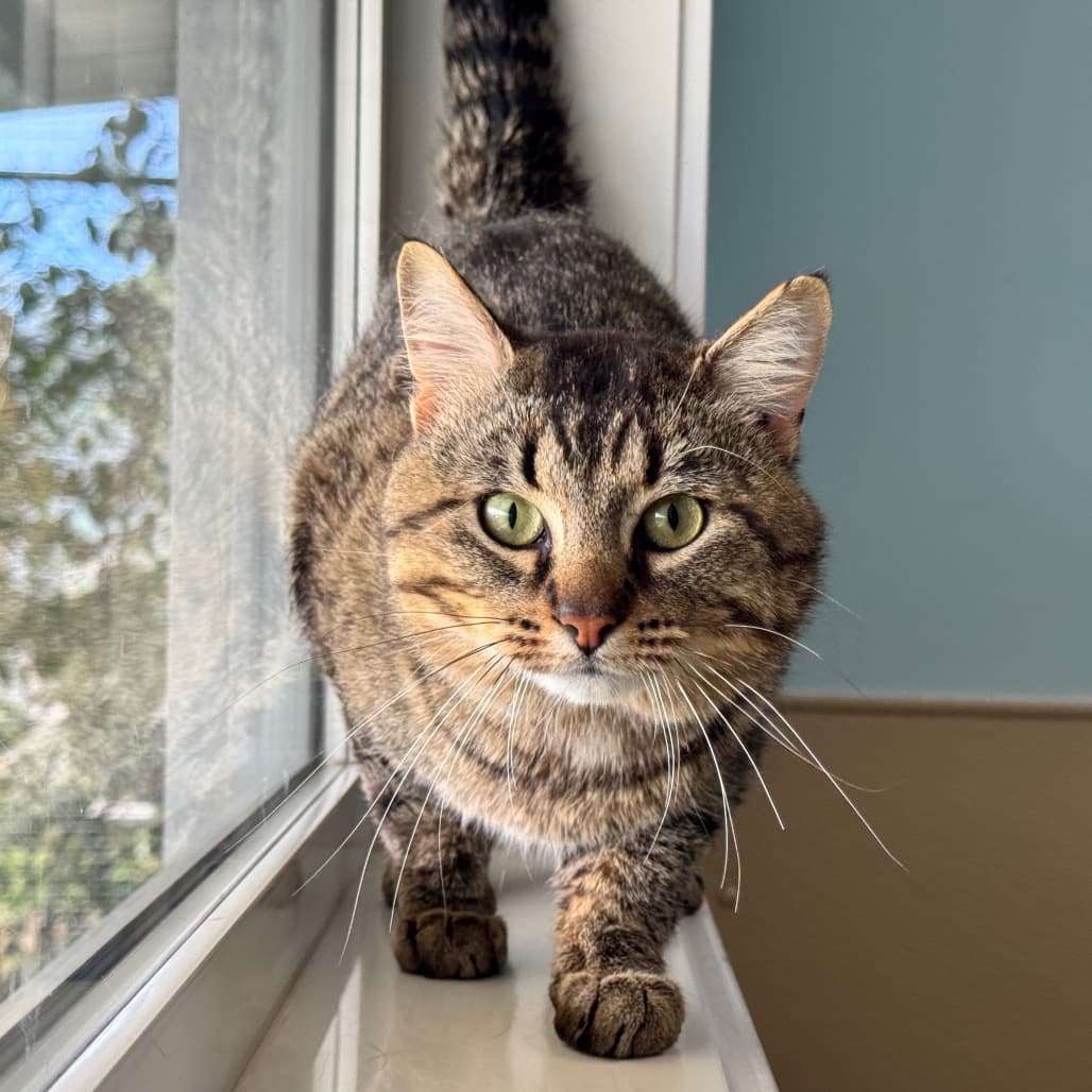 Mr. Pib - Domestic Shorthair cat available for adoption at Prince Albert SPCA in Prince Albert