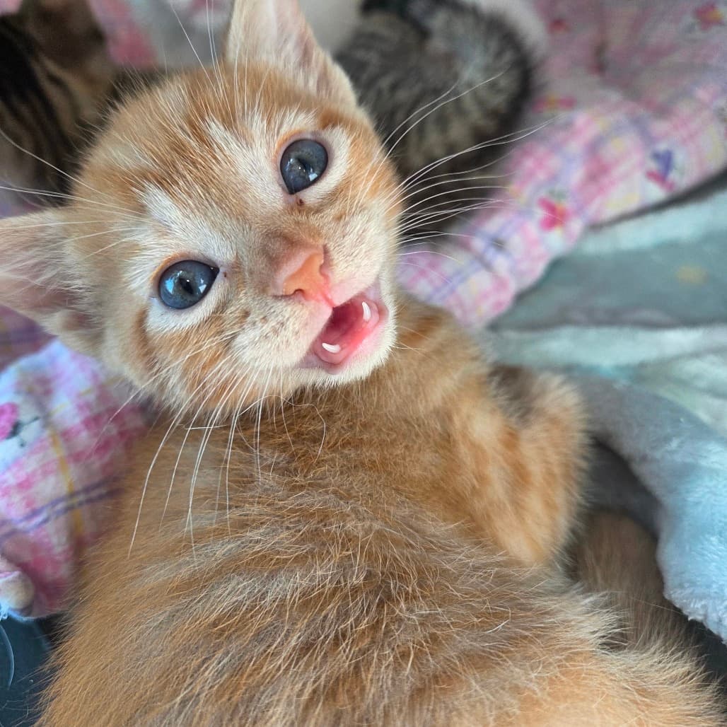 Aries - Domestic Shorthair available for adoption