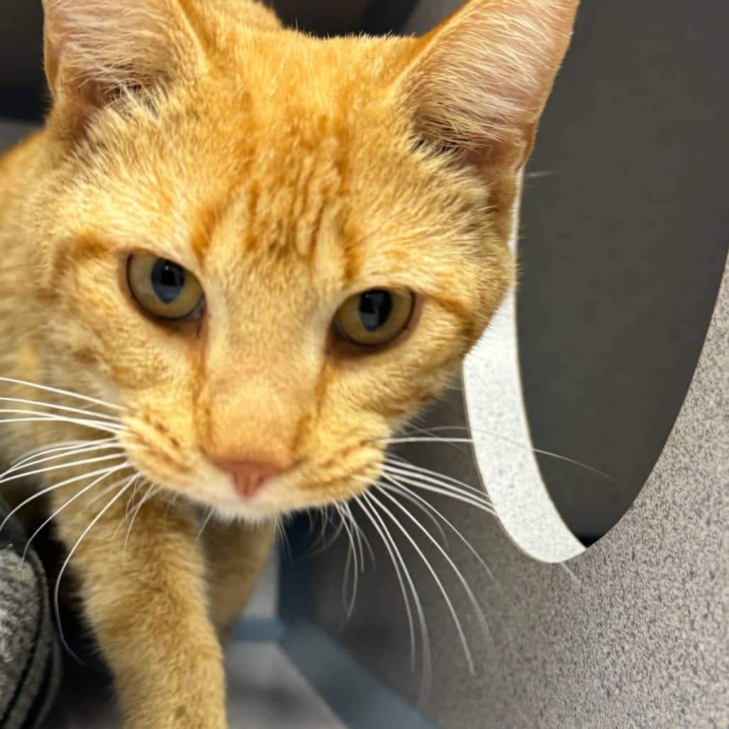 Citrus - Domestic Shorthair cat available for adoption in Saskatchewan