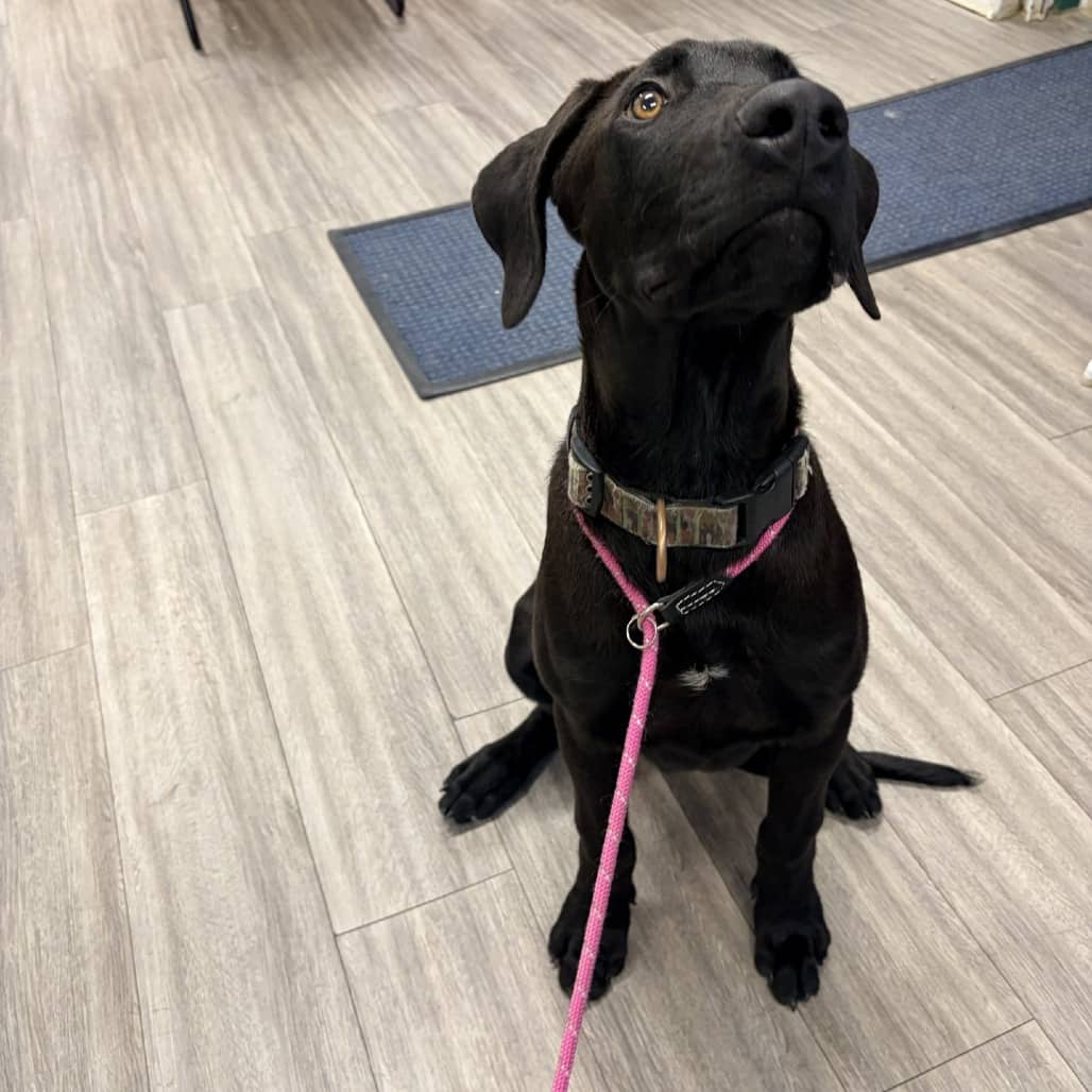 Marty - Retriever, Black Labrador / Great Dane available for adoption in Saskatchewan