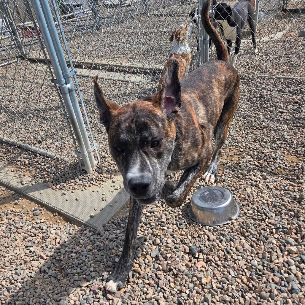 Thor - Terrier, Pit Bull available for adoption in Saskatchewan