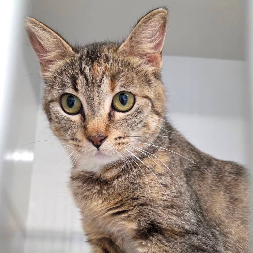Maple - Domestic Shorthair available for adoption