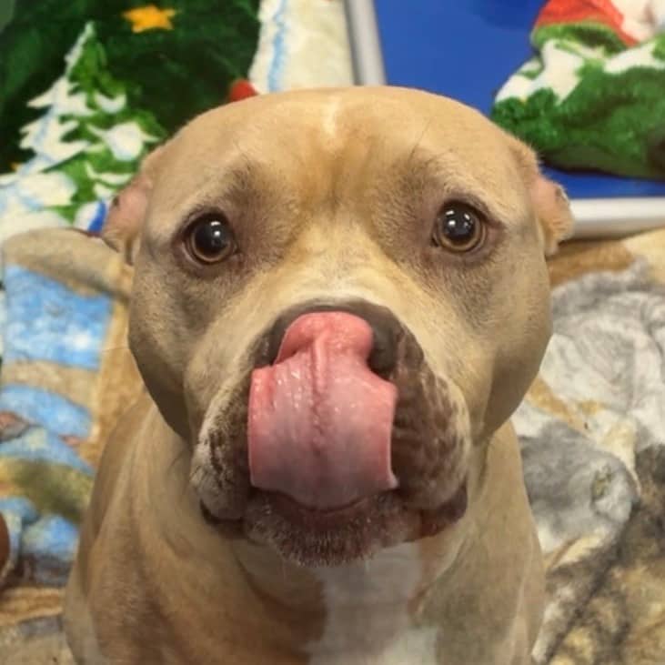 Kiwi - Terrier, Pit Bull available for adoption