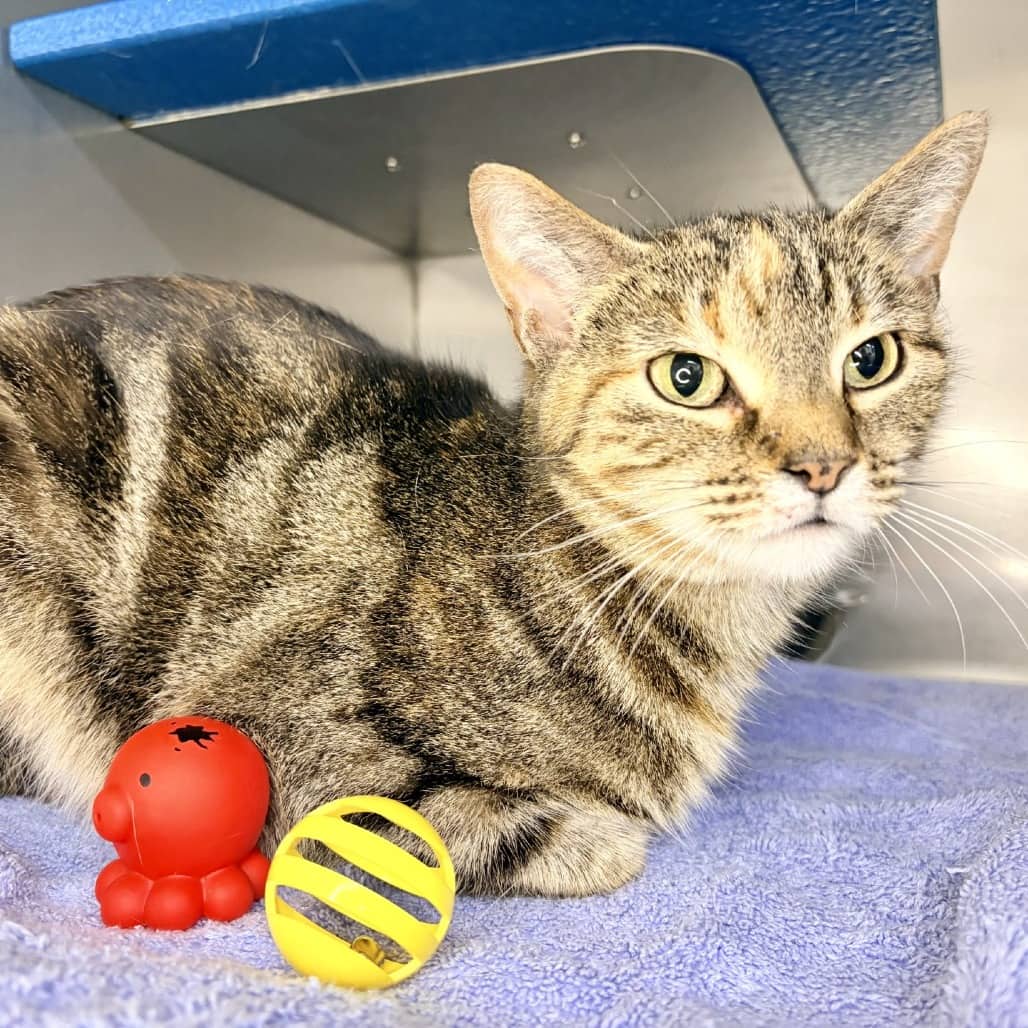 Lilly - Domestic Shorthair available for adoption