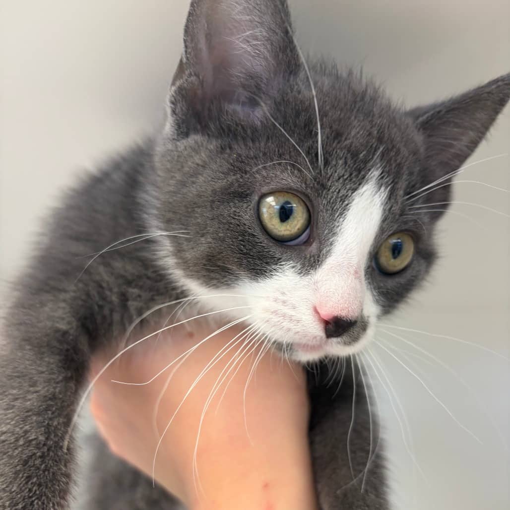 Carl - Domestic Shorthair available for adoption