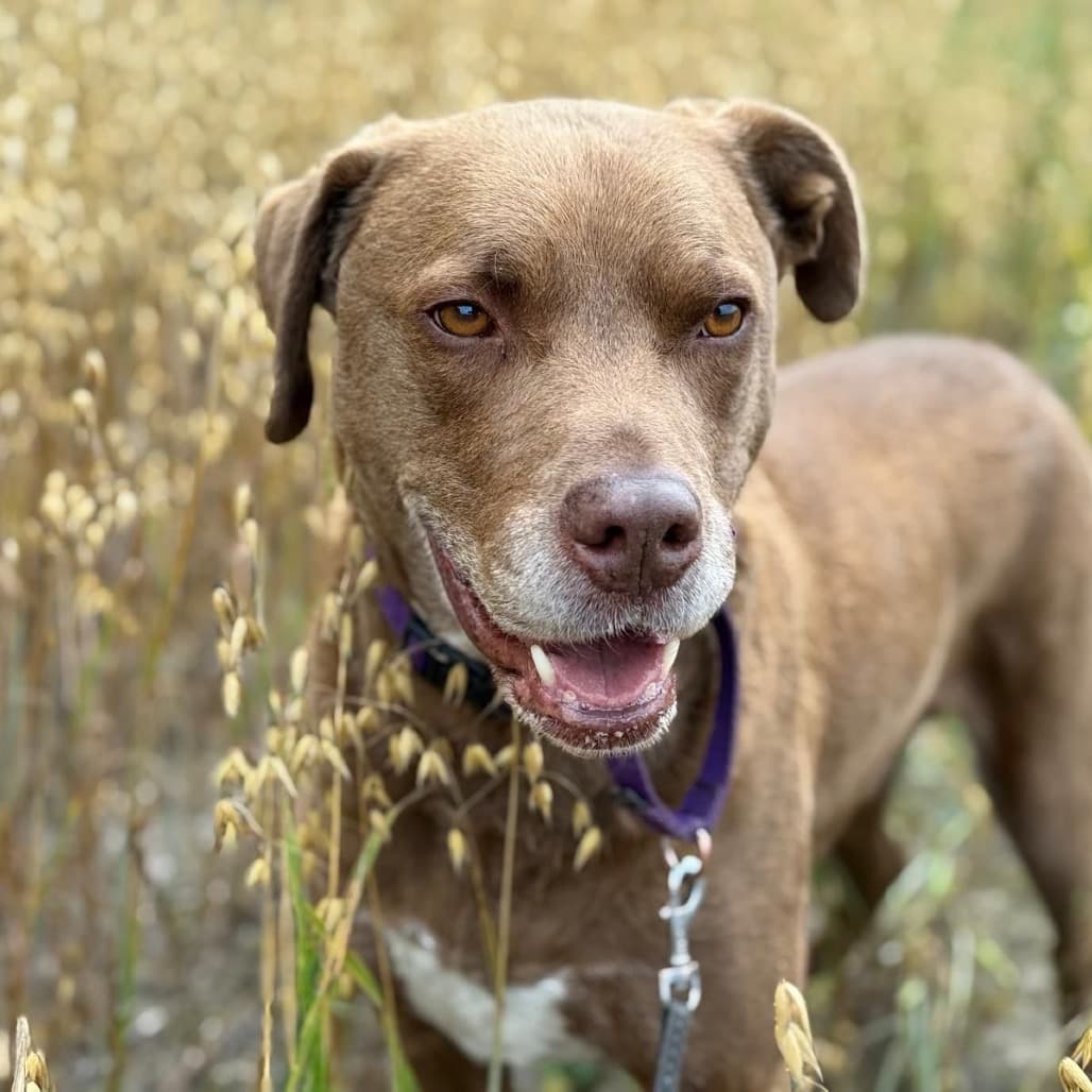 Kane - MIXED BREED available for adoption at SCARS in Calgary