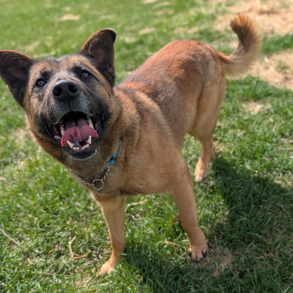 Eden - SHEPHERD/MIX available for adoption at SCARS in Calgary