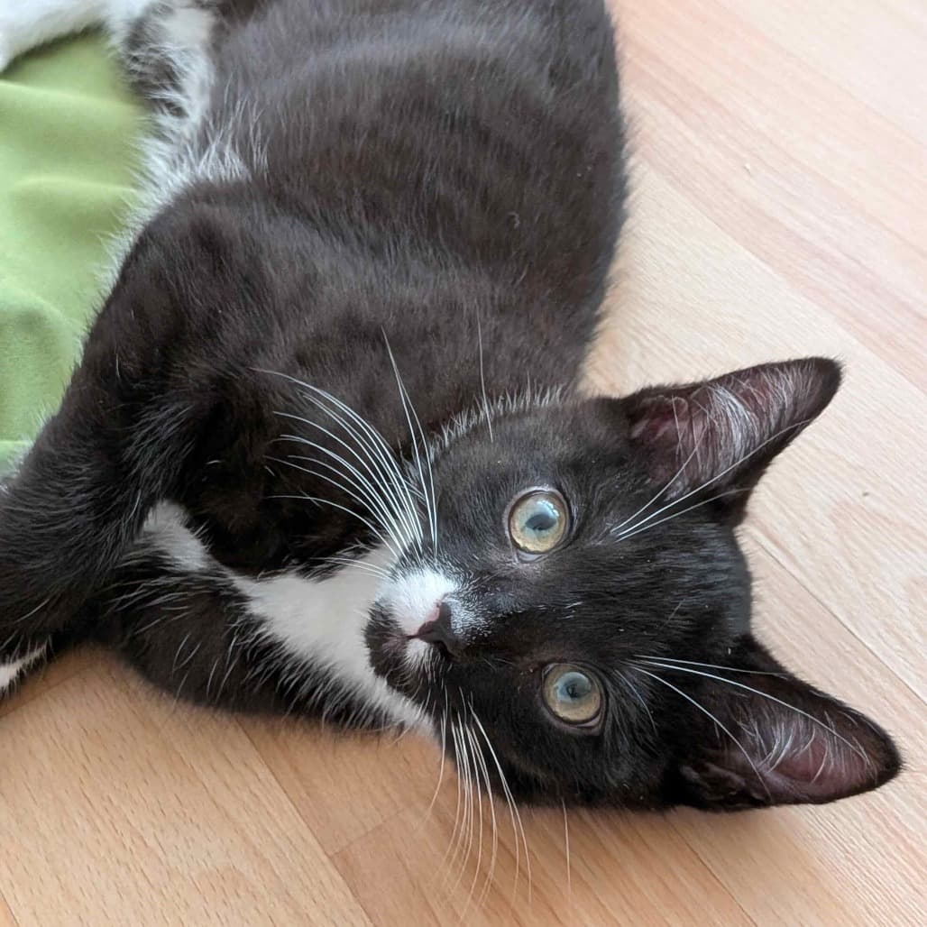Poco - Domestic Medium Hair cat available for adoption at Vancouver Orphan Kitten Rescue Association in British Columbia