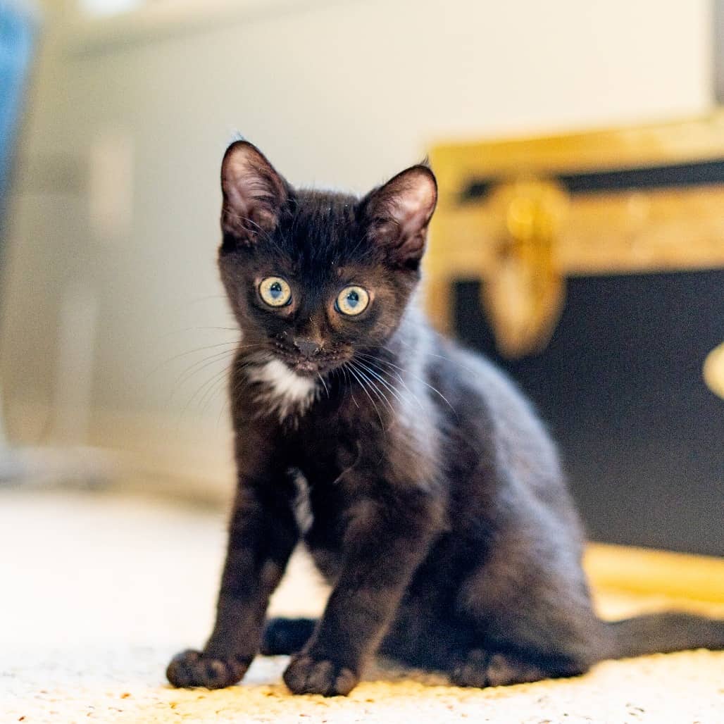 Bram - Domestic Shorthair cat available for adoption at Saskatoon SPCA in Saskatoon