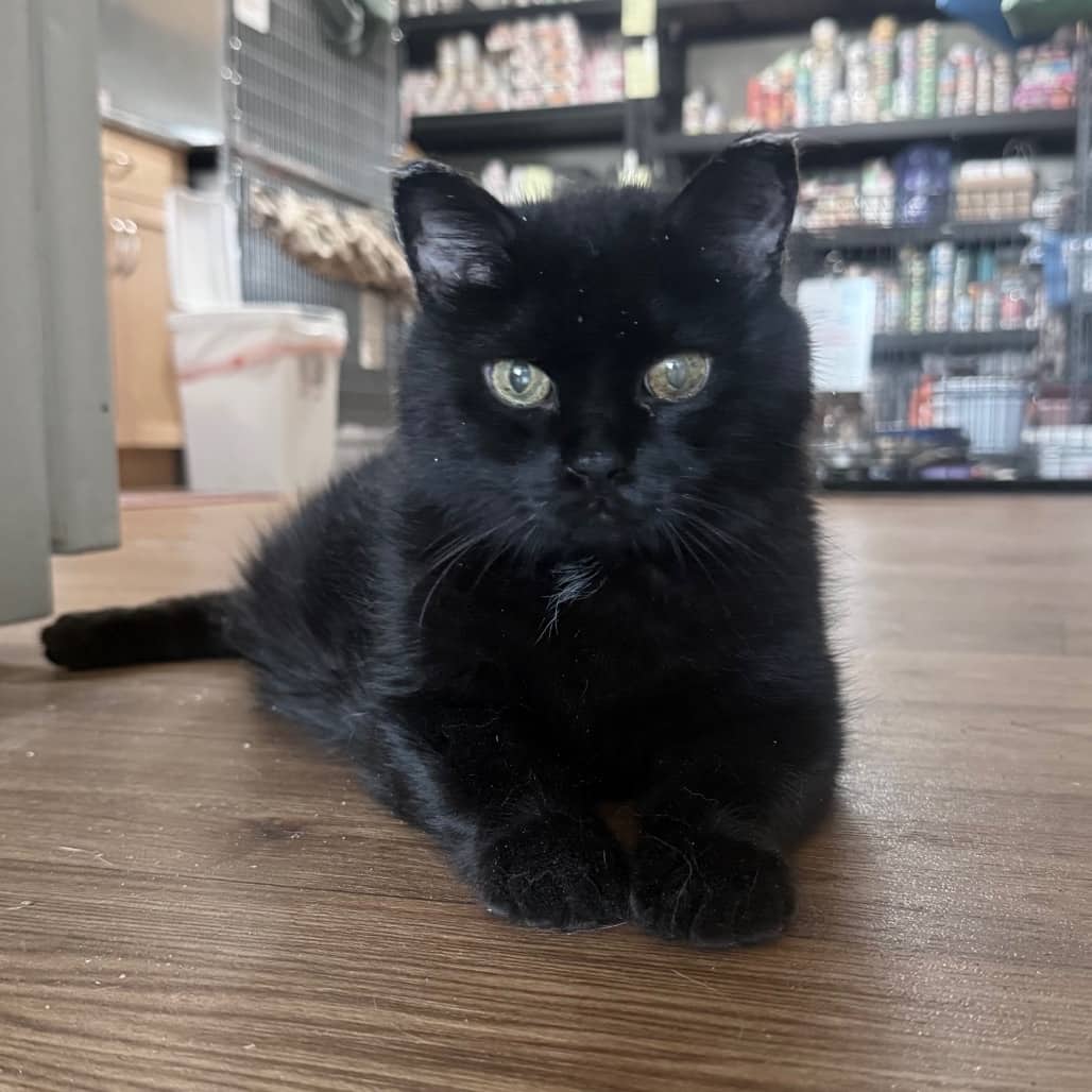 Arlo - Domestic Shorthair available for adoption