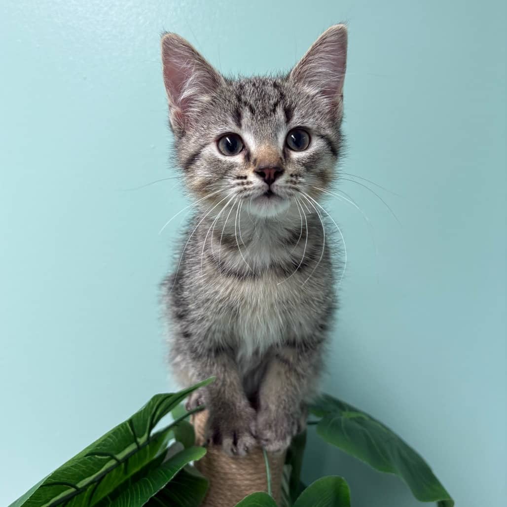 Buster - Domestic Shorthair cat available for adoption at Saskatoon SPCA in Saskatoon
