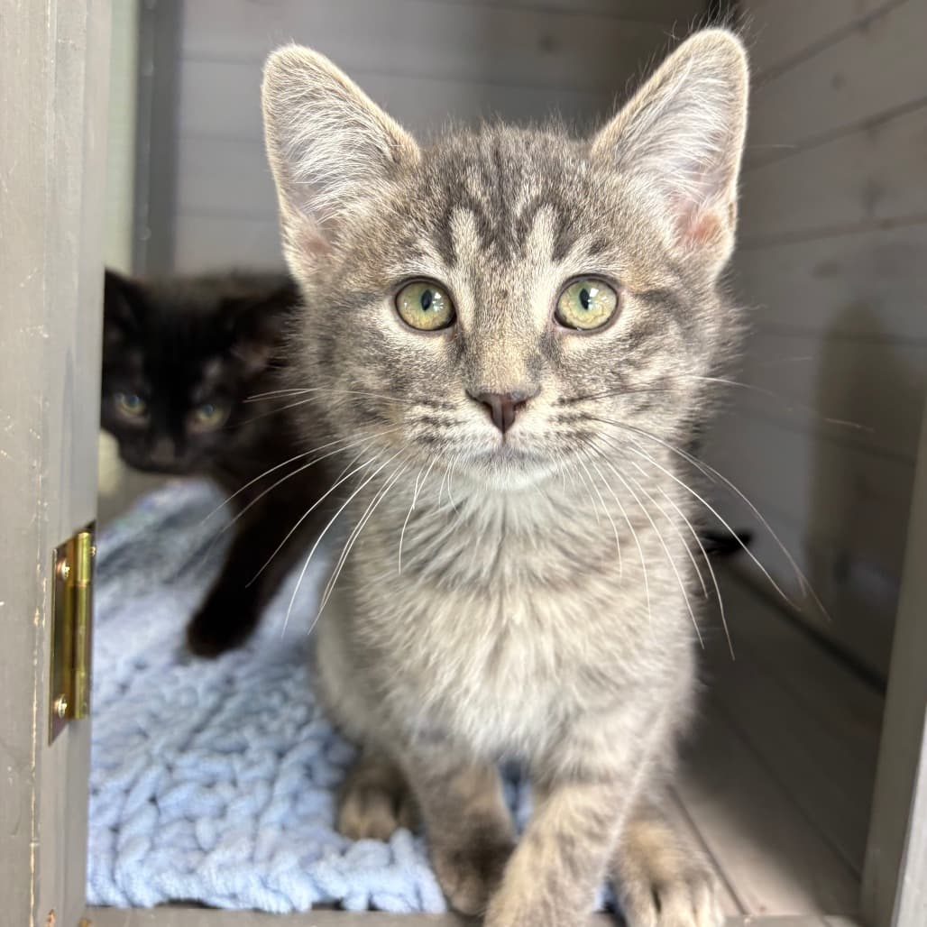 Cleo - Domestic Shorthair available for adoption