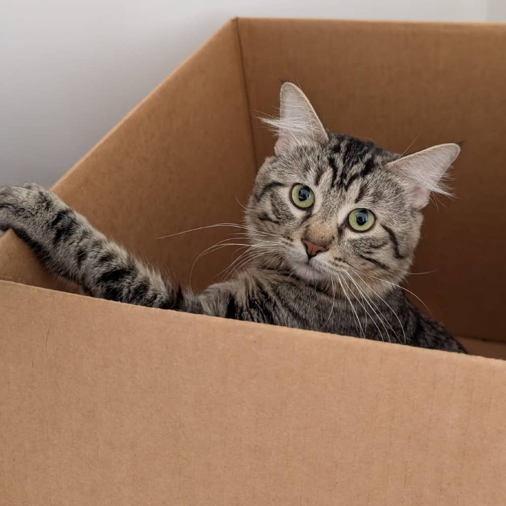 Cricket - Domestic Shorthair cat available for adoption at SCARS in Edmonton (1 of 6)