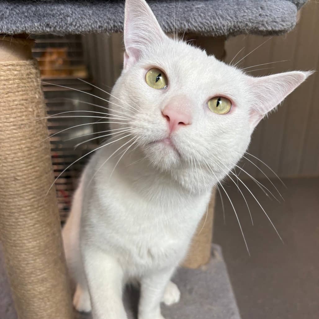 Atticus - Domestic Medium Hair / Domestic Medium Hair cat available for adoption in Saskatchewan