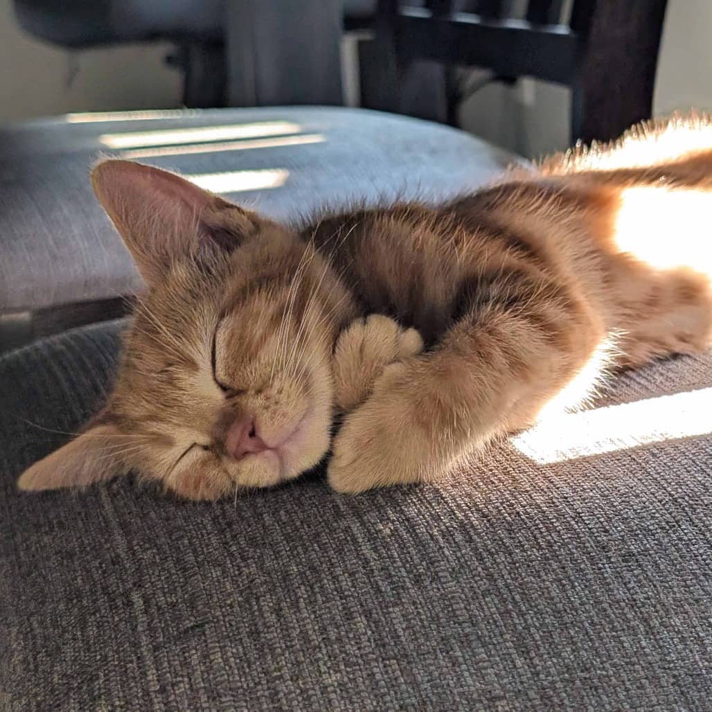 Herb Tarlek - Domestic Shorthair available for adoption