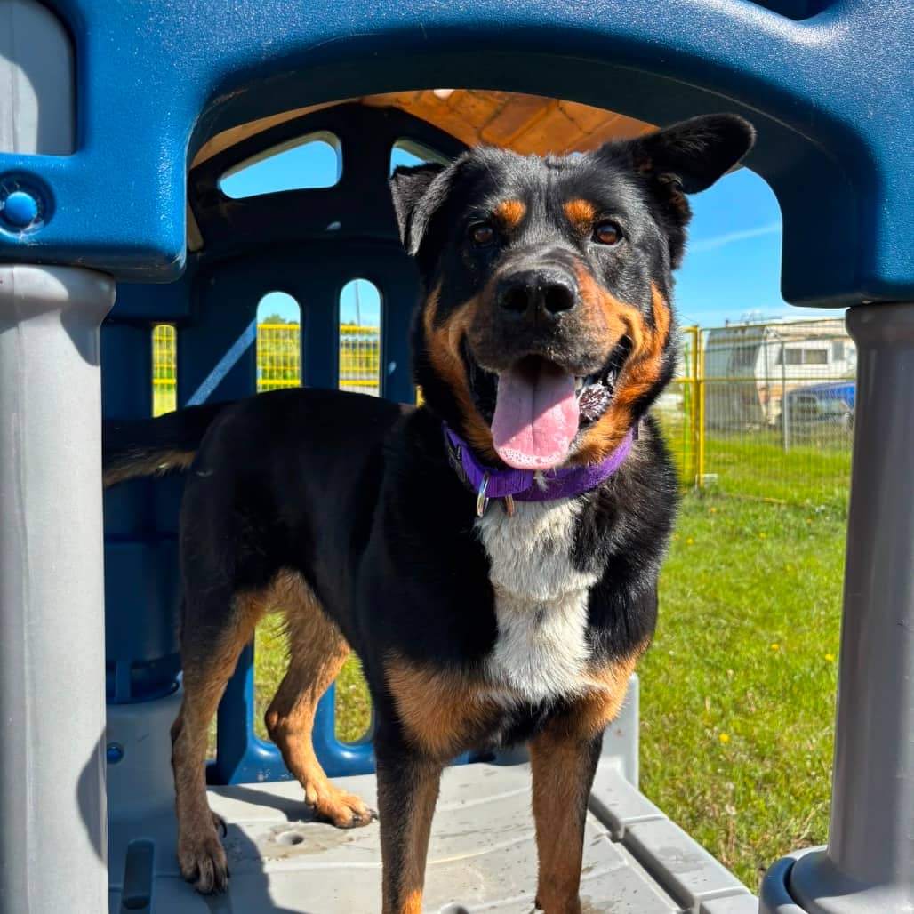 Finley - ROTTWEILER/MIX available for adoption in Alberta