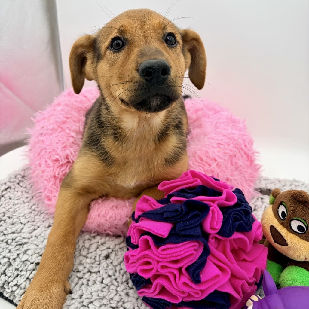 Judy - Shepherd, German / Mixed Breed (Medium) available for adoption
