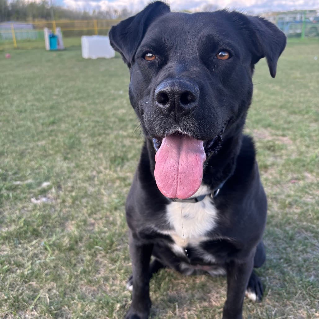 Kuna - MIXED BREED available for adoption at SCARS in Calgary