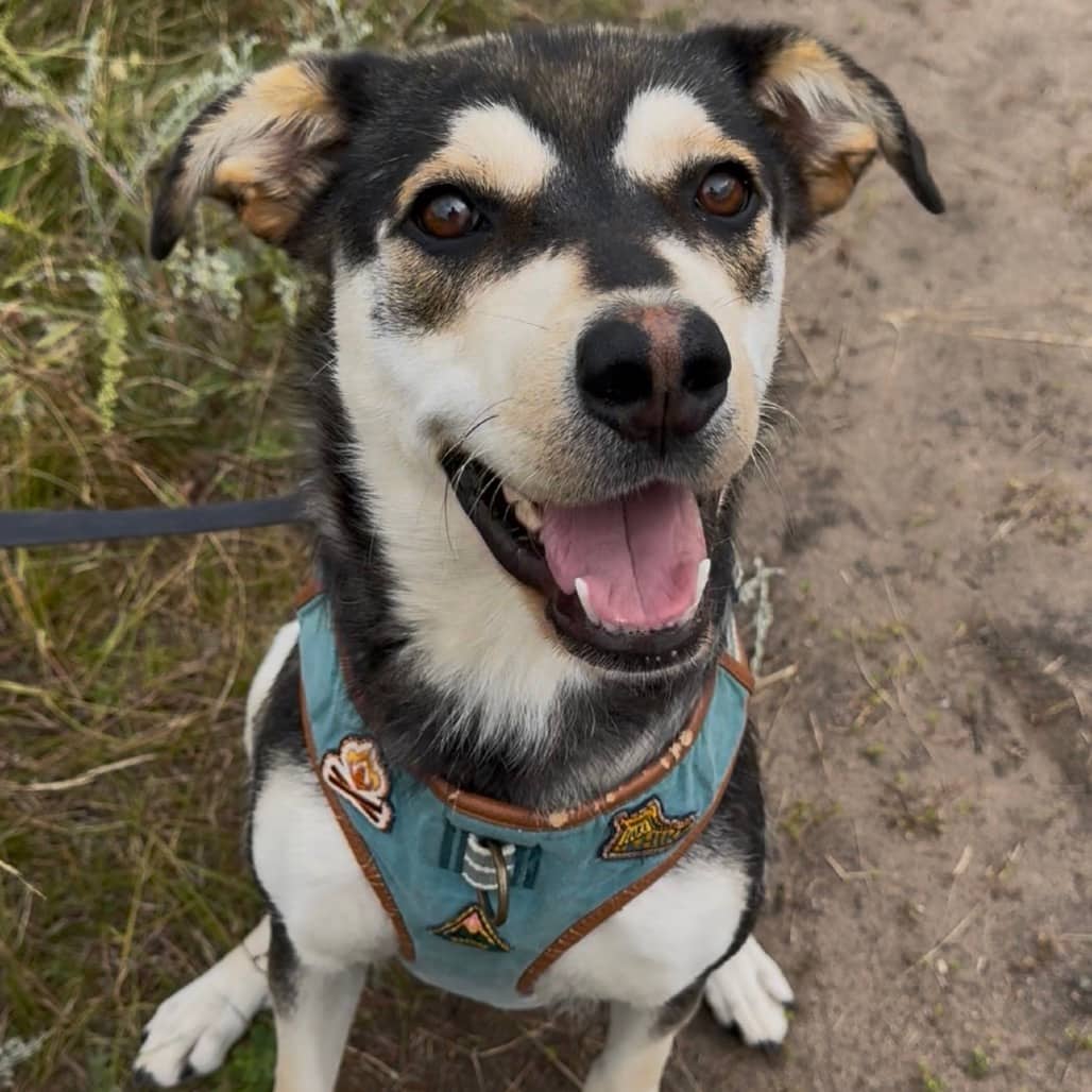 Fergie - Mixed Breed (Medium) available for adoption in Saskatchewan