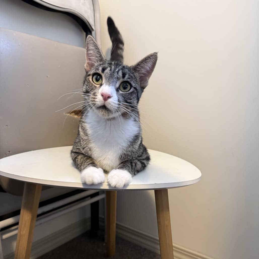 Kiwi - Domestic Shorthair cat available for adoption at SCARS in Edmonton (1 of 6)