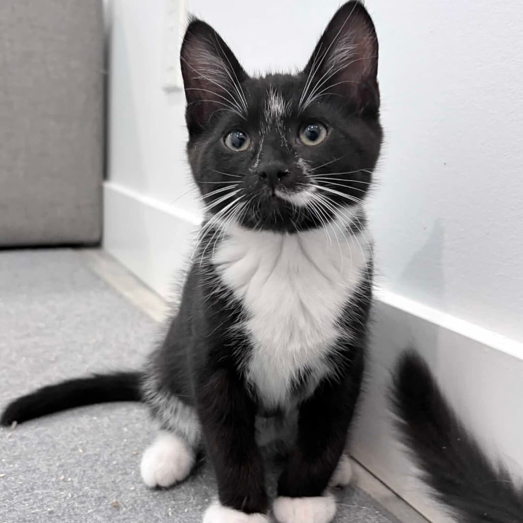 Theo - Domestic Shorthair cat available for adoption at Vancouver Orphan Kitten Rescue Association in Vancouver