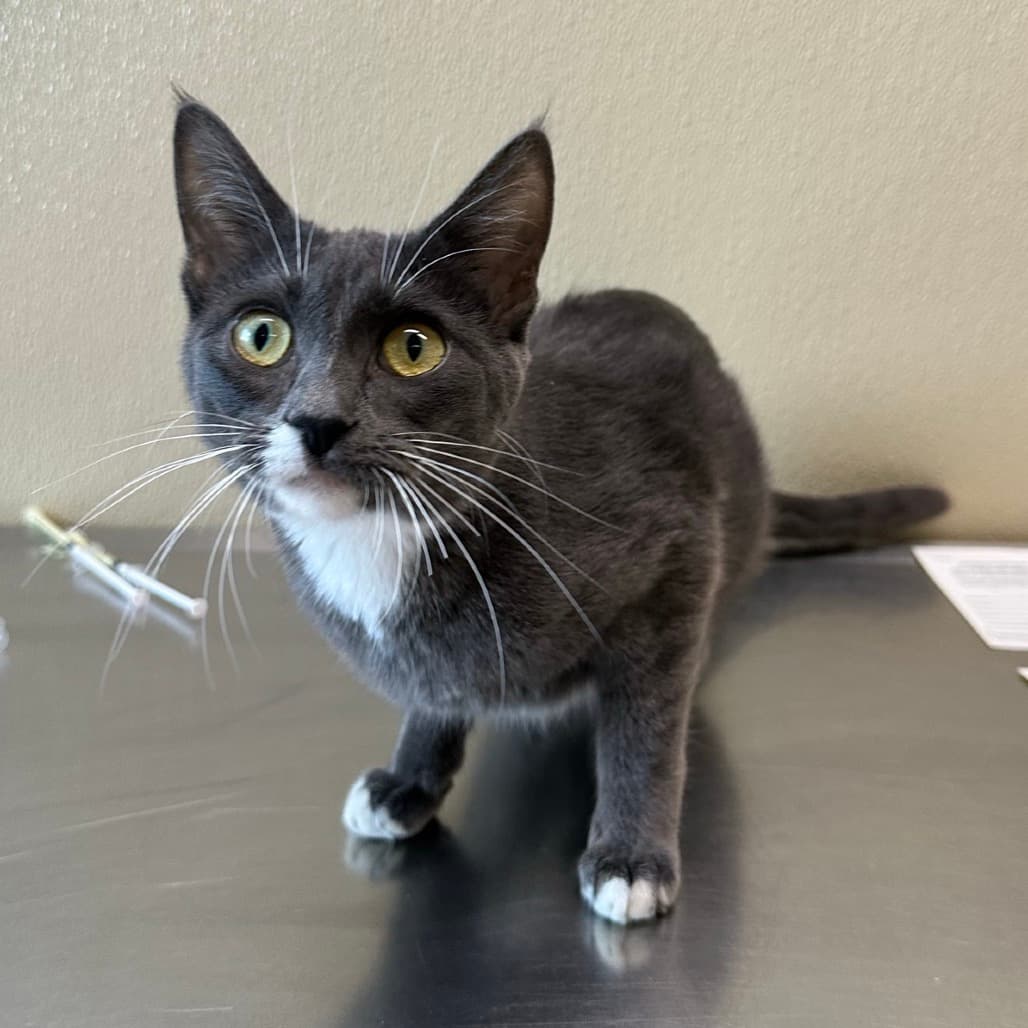 Nasha - Domestic Shorthair cat available for adoption at Saskatoon SPCA in Saskatoon