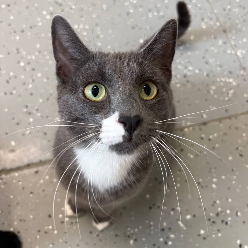 Izzy - Domestic Shorthair / Domestic Shorthair available for adoption