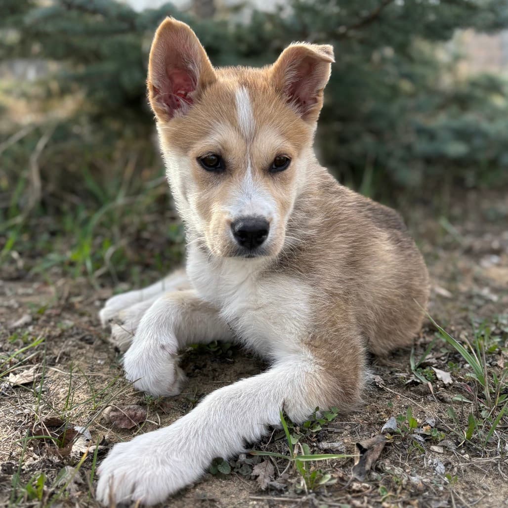 Sela - Mixed Breed (Medium) available for adoption in Calgary