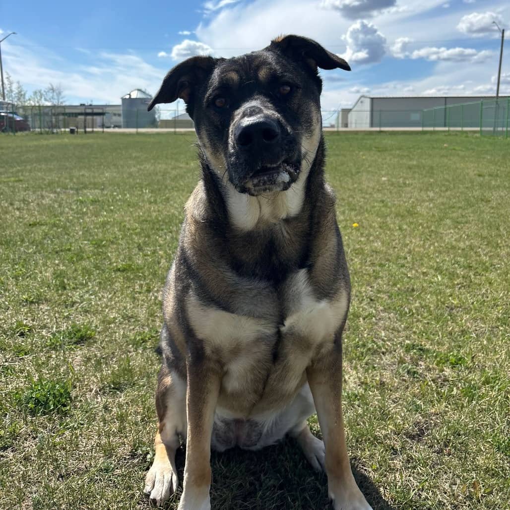 Gemma(Alex) - SHEPHERD, GERMAN/MIX available for adoption