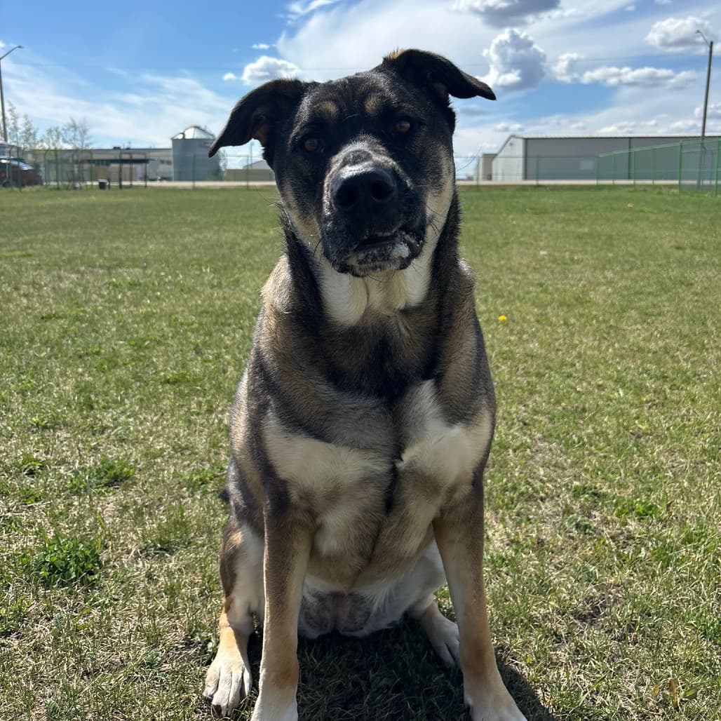 Gemma(Alex) - SHEPHERD, GERMAN/MIX available for adoption at SCARS in Calgary