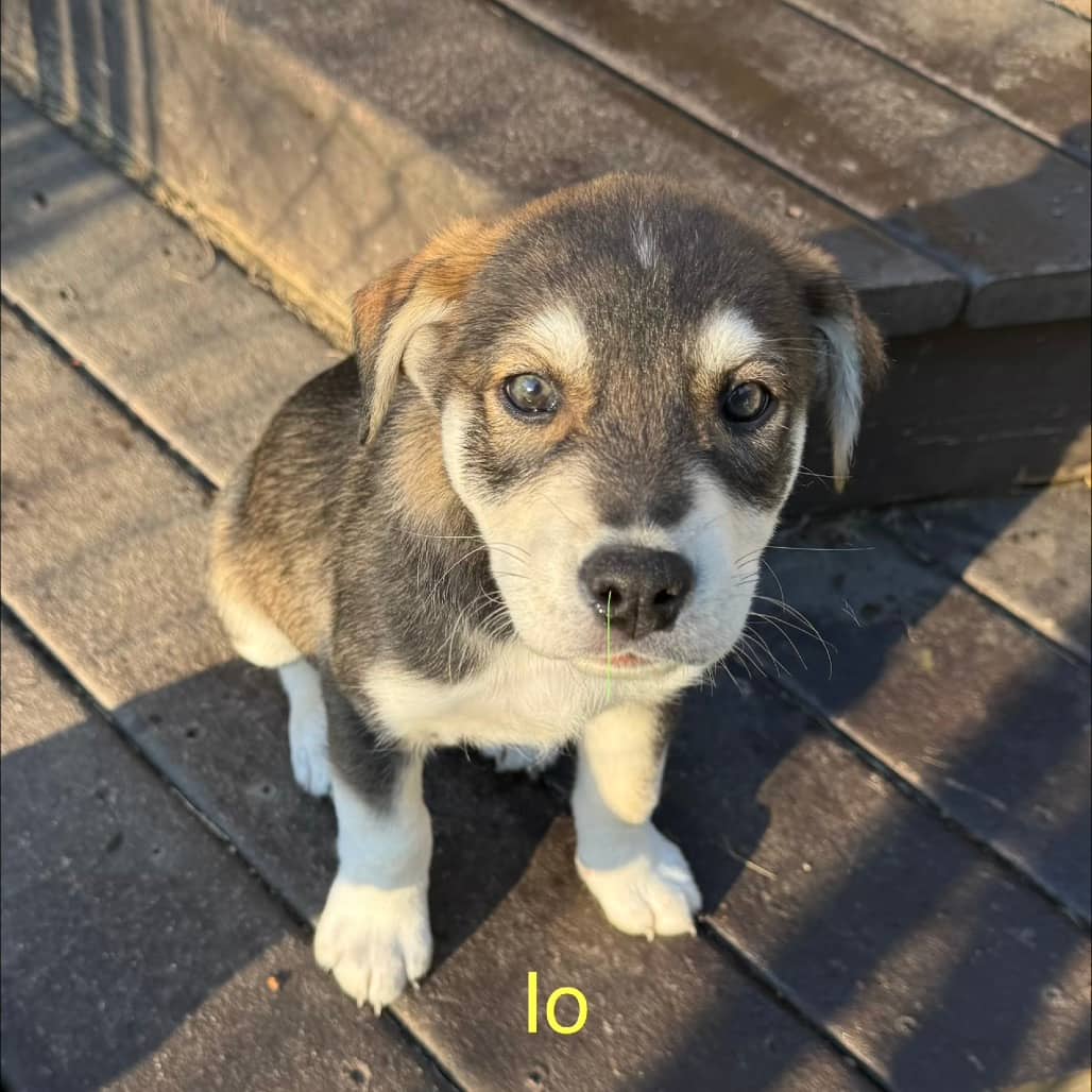 Lo - HUSKY, SIBERIAN available for adoption in Alberta
