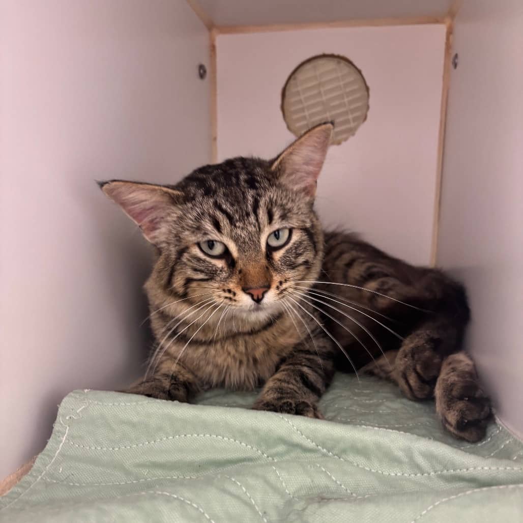 Ross - Domestic Medium Hair cat available for adoption at Saskatoon SPCA in Saskatoon