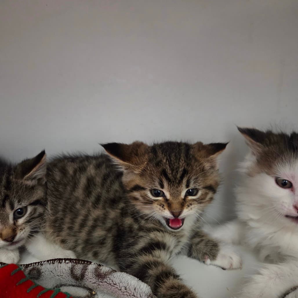 Crackle - Domestic Shorthair cat available for adoption at Battlefords Humane Society in North Battleford