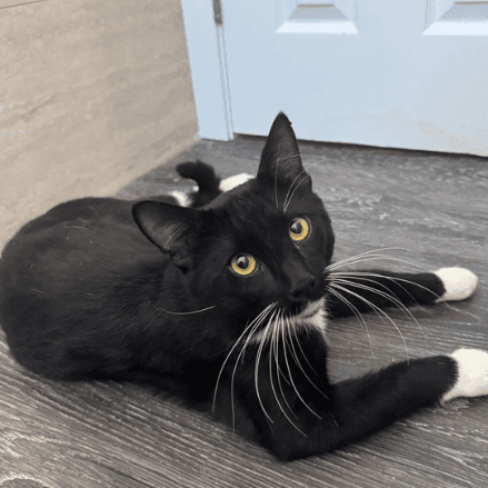 Jinx - Domestic Shorthair available for adoption