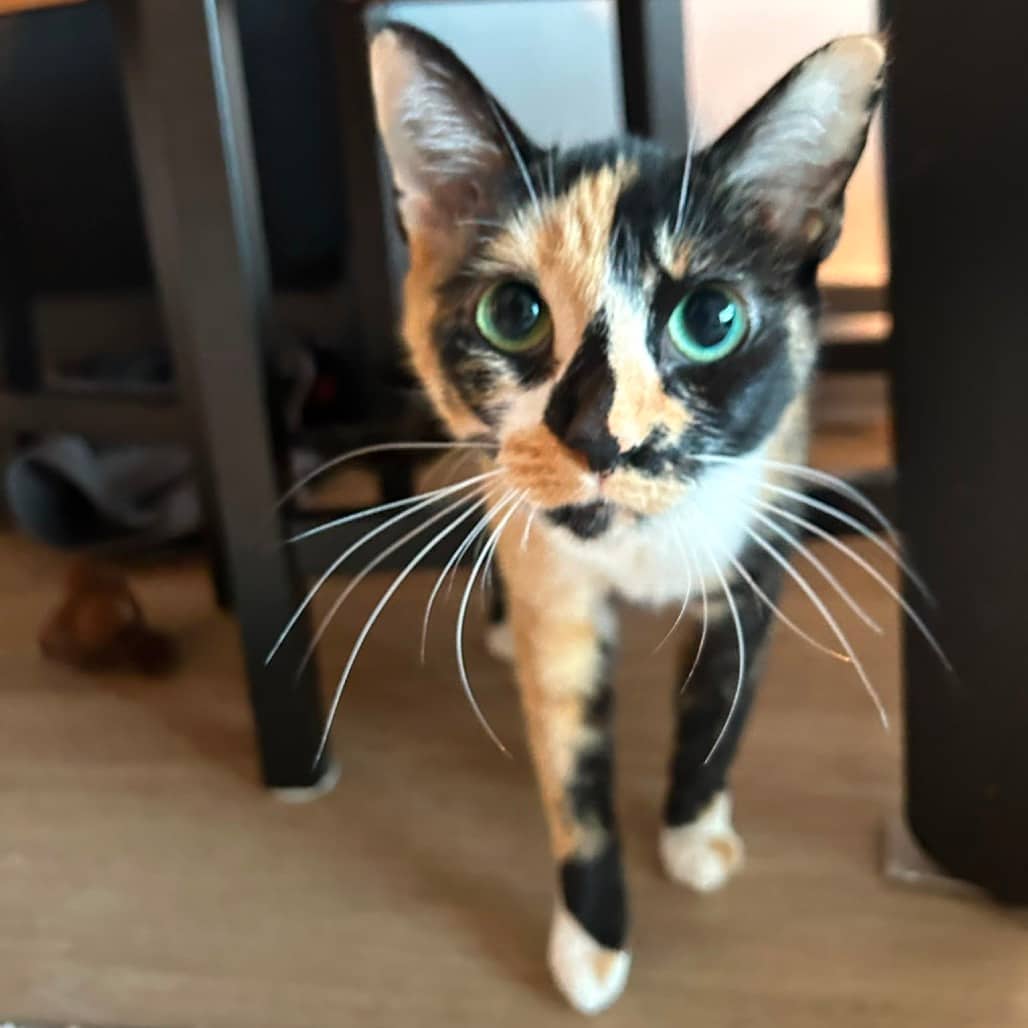Lady - Domestic Shorthair cat available for adoption at Vancouver Orphan Kitten Rescue Association in Vancouver