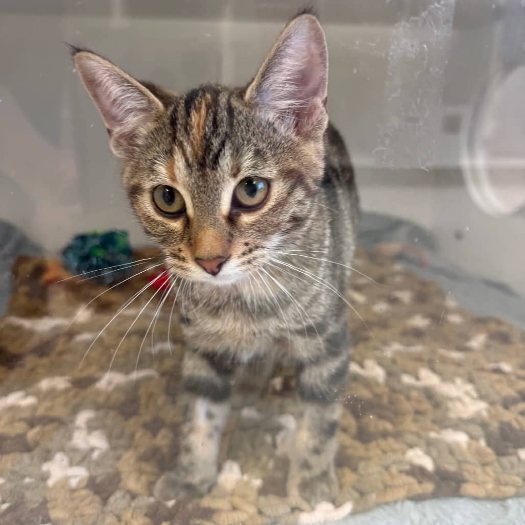 Herman - Domestic Shorthair available for adoption