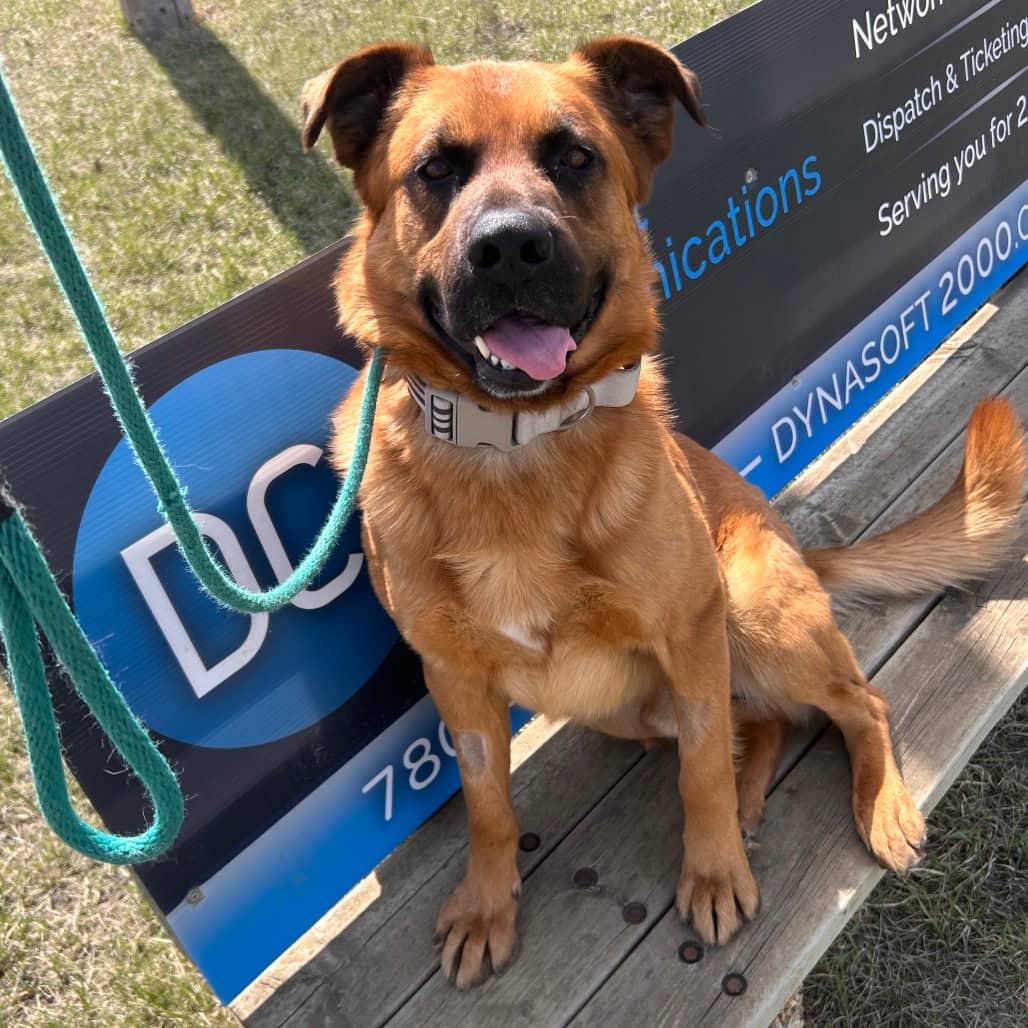 Groot - Shepherd / Mixed Breed (Large) available for adoption in Saskatchewan