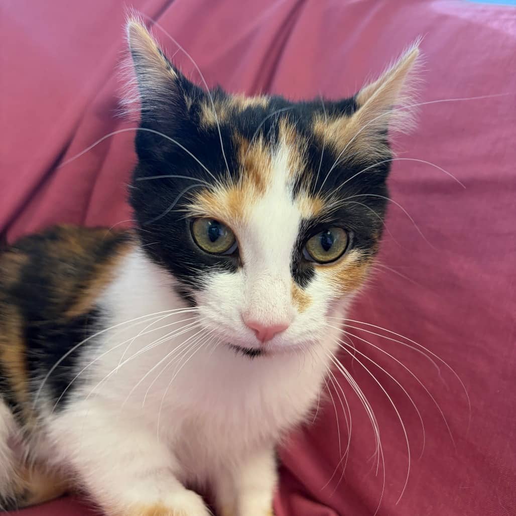 Autumn - Domestic Shorthair cat available for adoption at Border Paws Animal Shelter in Lloydminster
