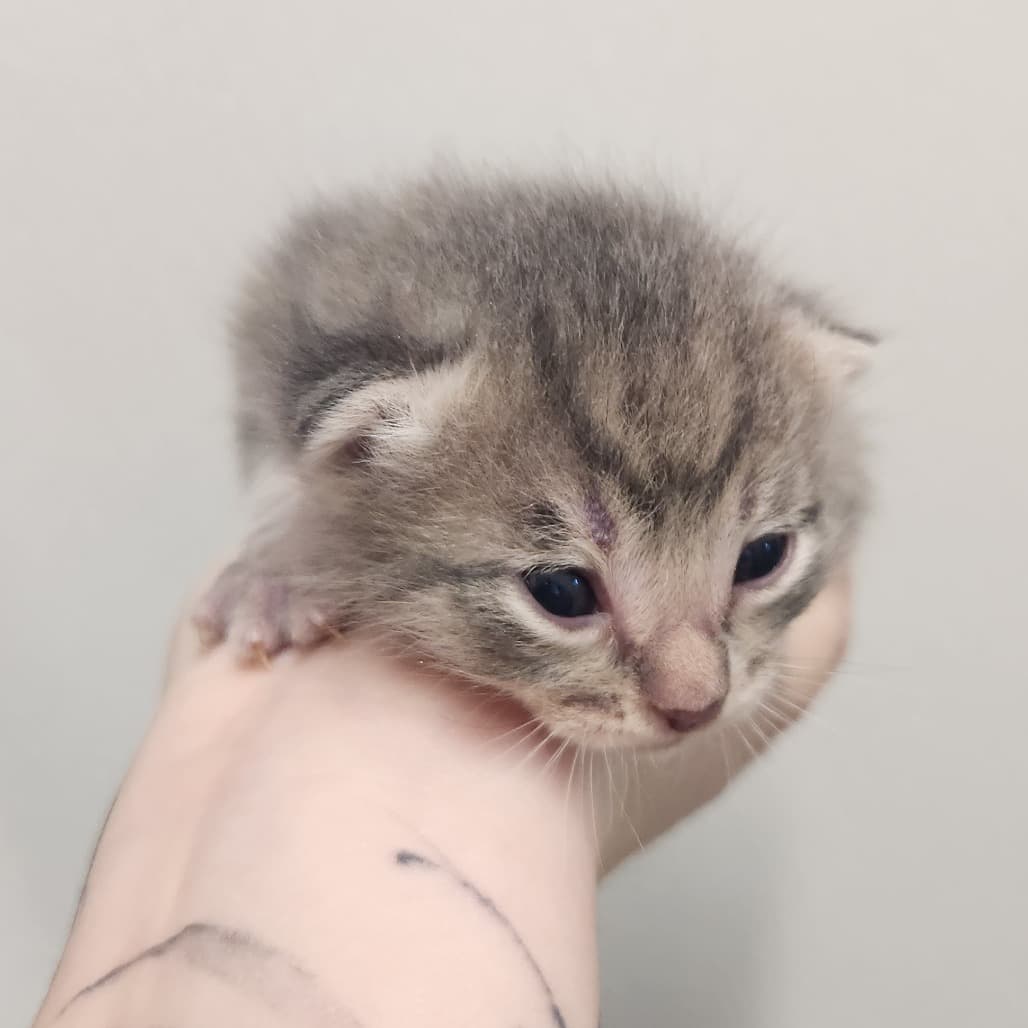 Blueberry Muffin - Domestic Shorthair cat available for adoption at Battlefords Humane Society in Saskatchewan