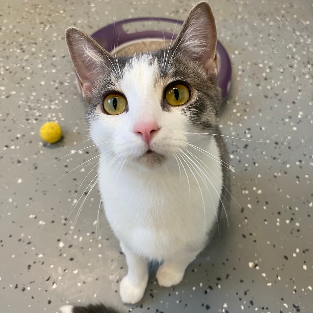 Ash - Domestic Shorthair available for adoption