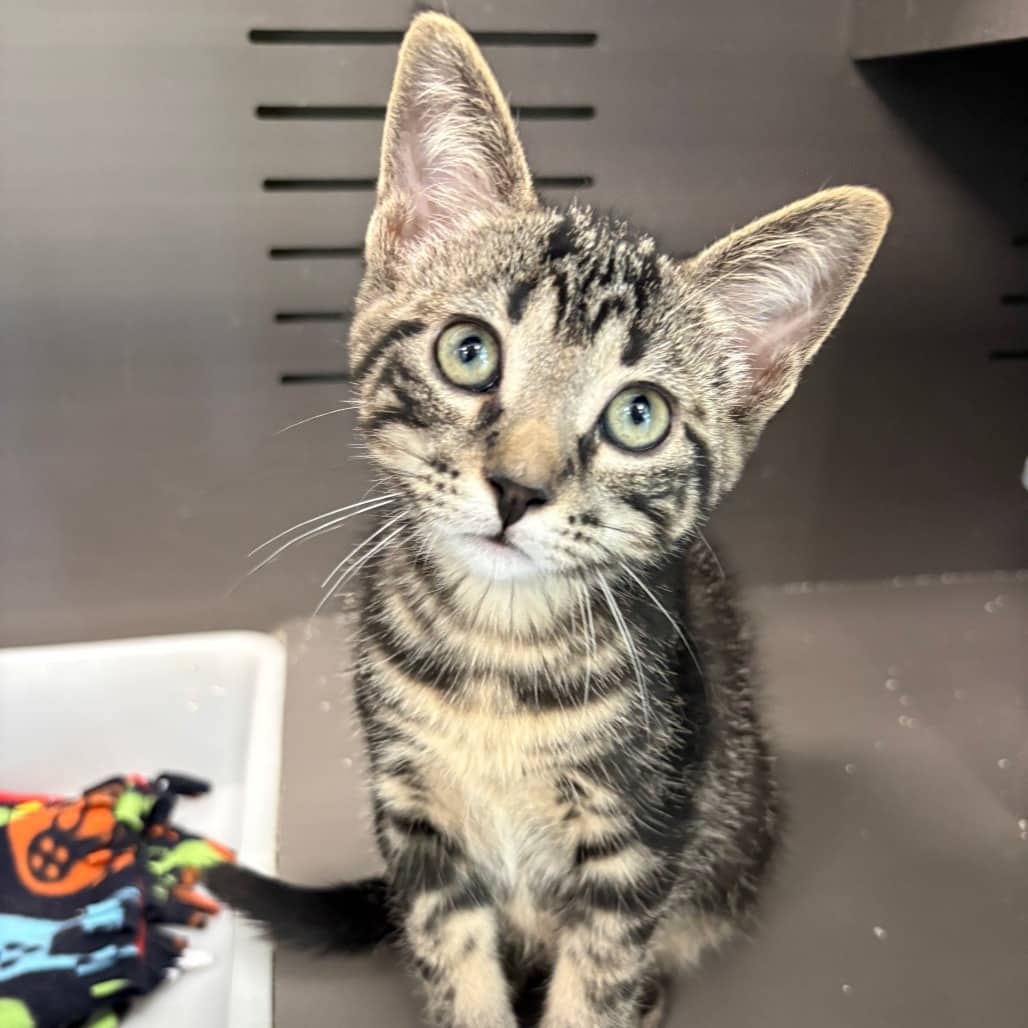 Ross - Domestic Shorthair / Domestic Shorthair available for adoption