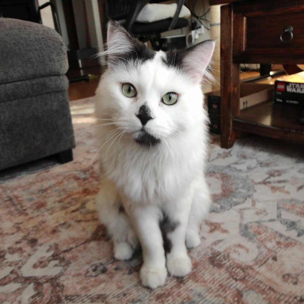 Jean-Ralphio - Domestic Medium Hair cat available for adoption at Vancouver Orphan Kitten Rescue Association in Vancouver