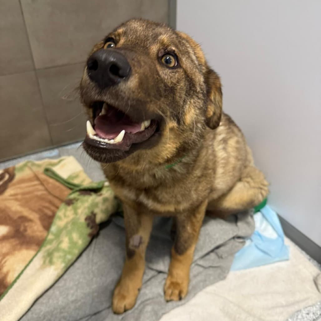 Nâkwan - MIXED BREED available for adoption at SCARS in Calgary
