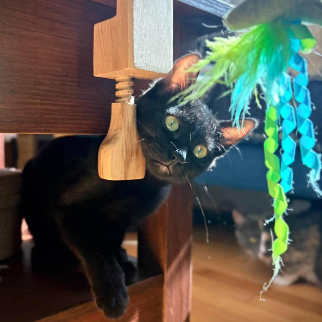 Tide - Domestic Shorthair available for adoption