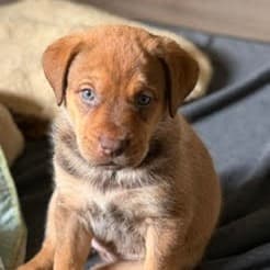 Subi - RETRIEVER/MIX available for adoption